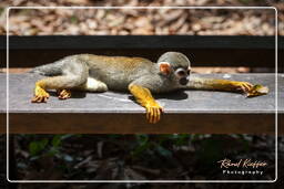 Squirrel monkey, Islet la Mère (1055)