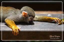 Squirrel monkey, Islet la Mère (1064)