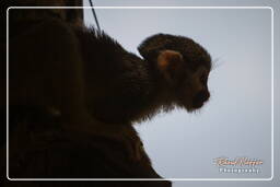 Squirrel monkey, Islet la Mère (1067)