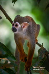 Squirrel monkey, Islet la Mère (1107)