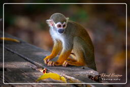 Squirrel monkey, Islet la Mère (1134)