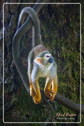 Squirrel monkey, Islet la Mère (1171)