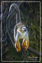 Islet la Mère (1171) Squirrel monkey