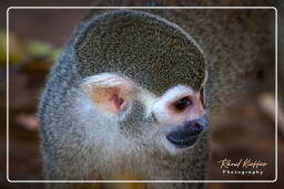 Squirrel monkey, Islet la Mère (1262)