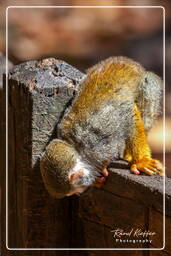 Squirrel monkey, Islet la Mère (1303)