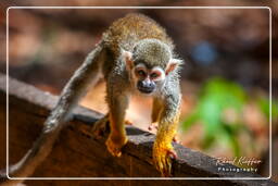 Squirrel monkey, Islet la Mère (1310)