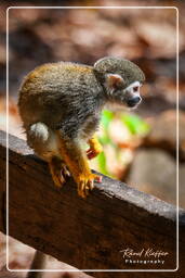 Squirrel monkey, Islet la Mère (1316)