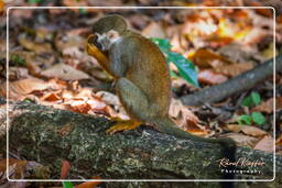 Squirrel monkey, Islet la Mère (1323)