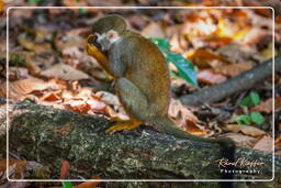 Islet la Mère (1323) Squirrel monkey