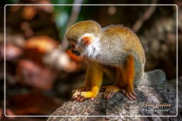 Squirrel monkey, Islet la Mère (1348)