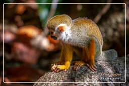 Islet la Mère (1348) Squirrel monkey