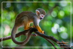 Squirrel monkey, Islet la Mère (1366)