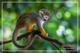 Islet la Mère (1366) Squirrel monkey