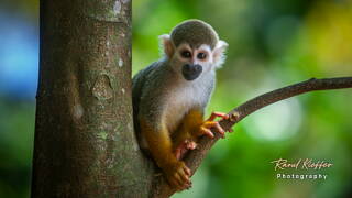 Islet la Mère, Squirrel monkey, French Guiana, France