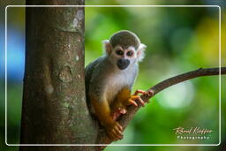 Squirrel monkey, Islet la Mère (1369)