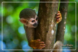 Squirrel monkey, Islet la Mère (1422)