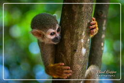 Islet la Mère (1422) Squirrel monkey