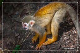 Squirrel monkey, Islet la Mère (1438)