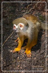 Squirrel monkey, Islet la Mère (1443)