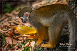 Squirrel monkey, Islet la Mère (1453)