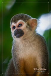 Squirrel monkey, Islet la Mère (1465)