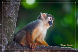 Squirrel monkey, Islet la Mère (1509)