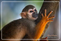 Squirrel monkey, Islet la Mère (1522)