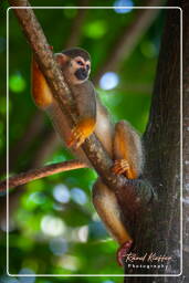 Squirrel monkey, Islet la Mère (1577)