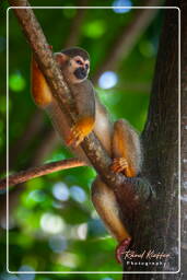 Islet la Mère (1577) Squirrel monkey