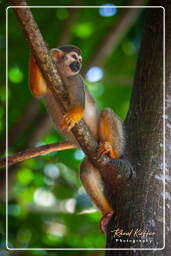 Squirrel monkey, Islet la Mère (1579)