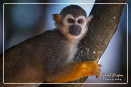 Squirrel monkey, Islet la Mère (1590)