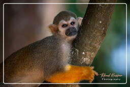 Squirrel monkey, Islet la Mère (1604)