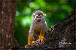 Squirrel monkey, Islet la Mère (1608)