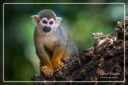 Squirrel monkey, Islet la Mère (1626)
