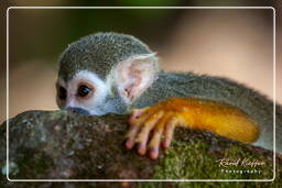 Squirrel monkey, Islet la Mère (1690)
