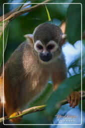 Squirrel monkey, Islet la Mère (192)