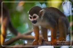 Squirrel monkey, Islet la Mère (309)