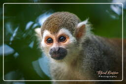 Squirrel monkey, Islet la Mère (350)
