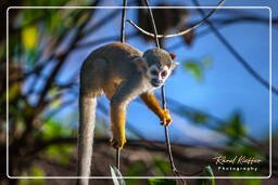 Squirrel monkey, Islet la Mère (437)