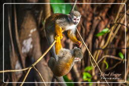 Islet la Mère (452) Squirrel monkey