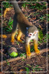 Squirrel monkey, Islet la Mère (496)