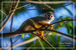 Squirrel monkey, Islet la Mère (528)