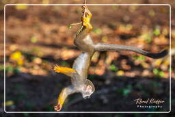 Islet la Mère (547) Squirrel monkey