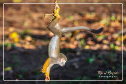 Squirrel monkey, Islet la Mère (548)