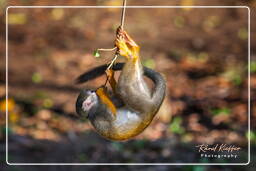 Islet la Mère (553) Squirrel monkey