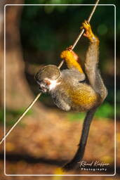 Squirrel monkey, Islet la Mère (559)