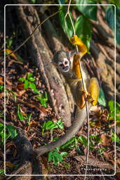 Squirrel monkey, Islet la Mère (567)