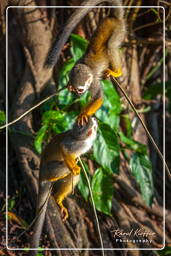 Squirrel monkey, Islet la Mère (568)