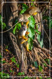Squirrel monkey, Islet la Mère (571)
