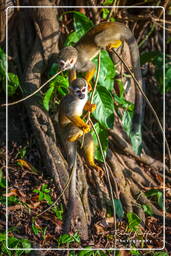 Islet la Mère (571) Squirrel monkey